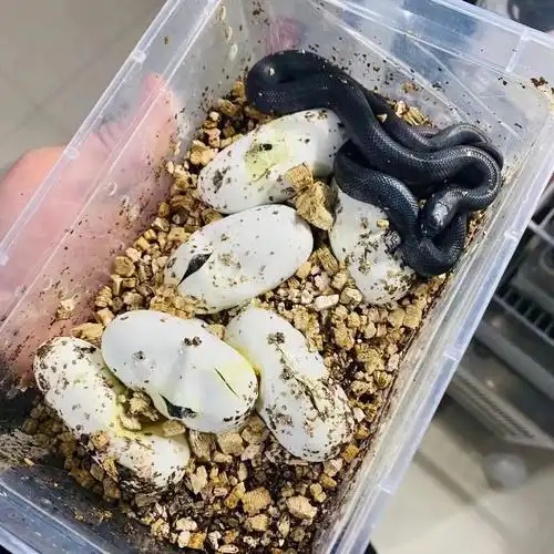 王蛇猪鼻蛇出壳