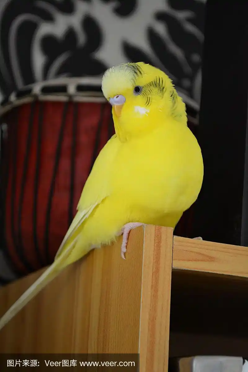 黄色的虎皮鹦鹉