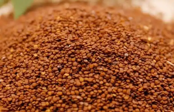 冰粉树在我国四川,贵州山区很常见,冰粉树结的果子,里面是密密麻麻的