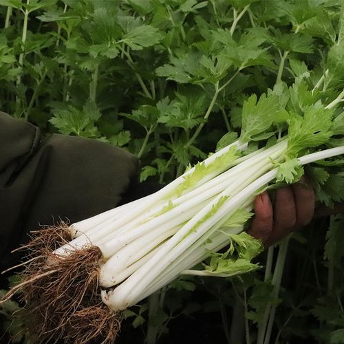 新鲜蔬菜 四川新鲜白芹菜 农家自种本地小芹菜 白杆芹菜3斤包邮