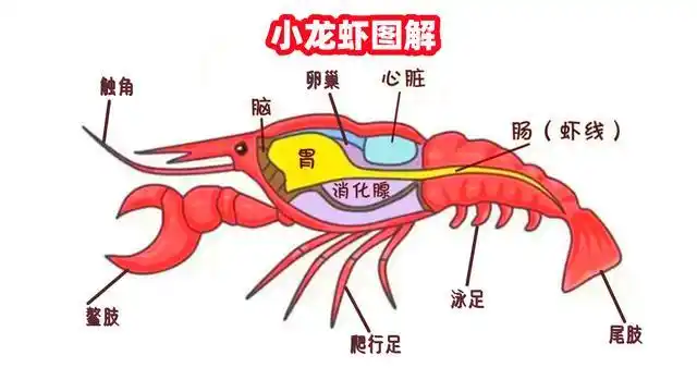 今天的文章还会告诉你小龙虾哪一些部位不能吃,哪一些部位含有重金属