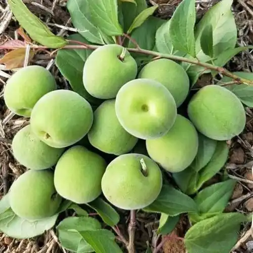 5斤装诏安青梅果新鲜现摘酸生梅子孕妇水果