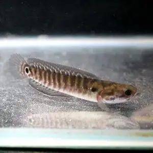 87国斗五彩斑斓游来游趣淘宝观赏七星鱼彩虹雷龙鱼