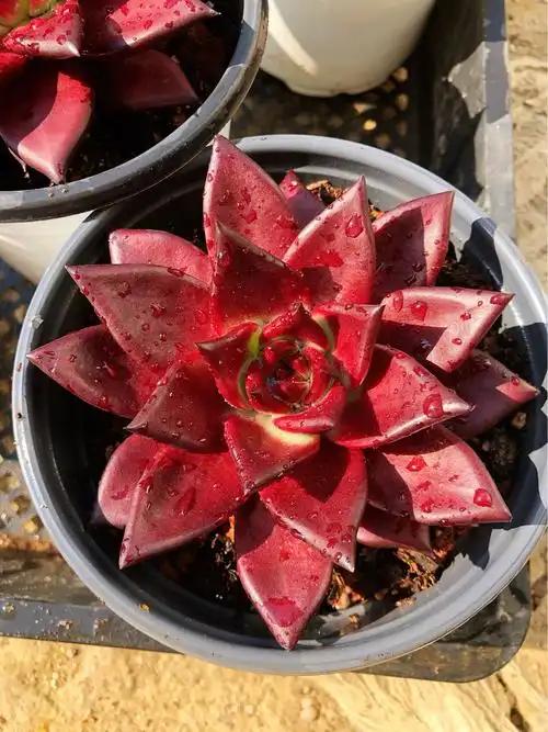 红色罗宾 血罗 骑士 红檀汁多肉植物罗宾 单头 多肉植物 一物一拍