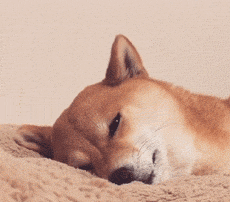 230_202gif 动态图 动图