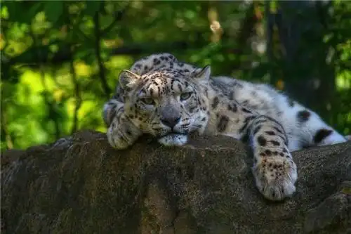 雪豹,豹,雪豹,野猫,捕食者,枪口,爪子,休息