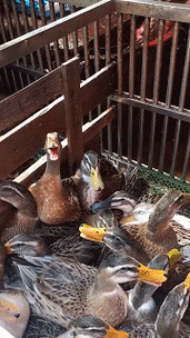 爱笑的鸭子运气不会太差!