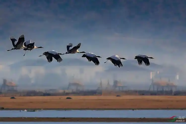 鸟类黑颈鹤晨雾中飞翔黑颈鹤