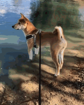 骚气蠢萌还暖心,网友们po出家里柴犬的日常,想养了