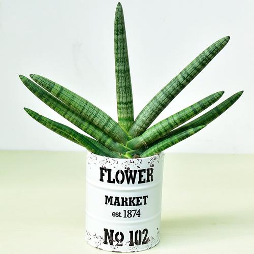 佛手兰棒叶虎皮兰植物稀有品种圆叶虎尾兰北欧风花卉绿植小盆栽