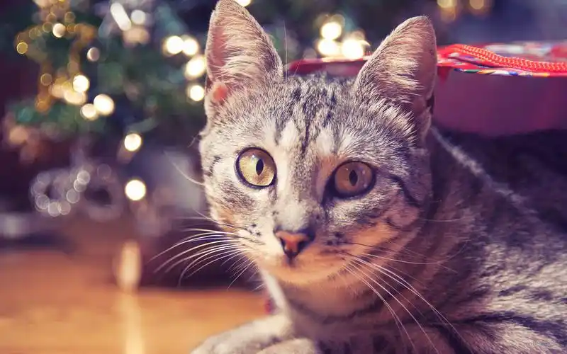 精选可爱的猫咪高清动物写真套图分享