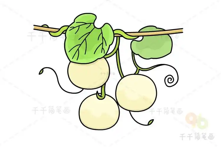 教你画甜瓜简笔画