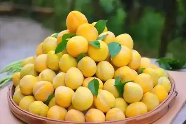 方元西瓜,水浸窝杨梅……夏天的快乐,郴州人最懂!