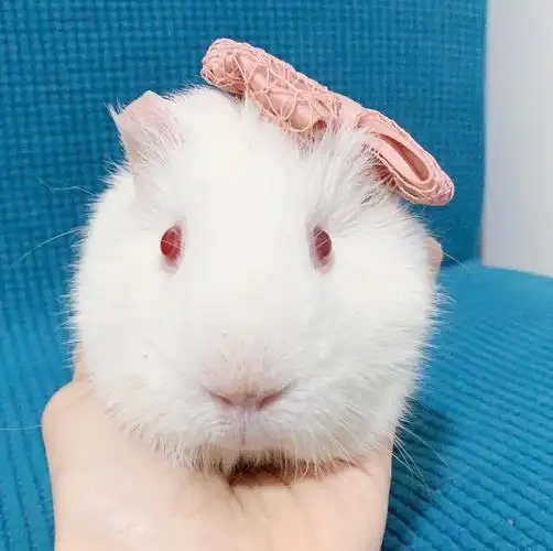 荷兰猪妹妹无偿领养 北京朝阳自提