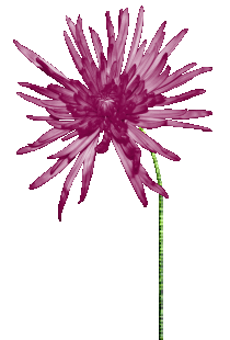 【透明素材】免抠透明动态花草