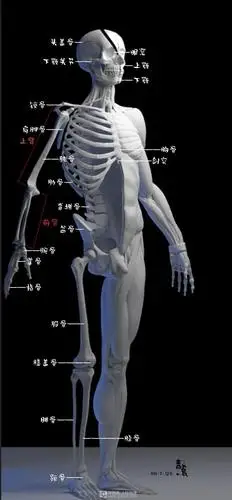 作业:如何学画手绘动漫人物之人体骨骼画法与训练技巧 - rh-7-129