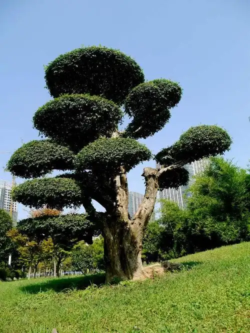 有一种常青树,终身长青,无死亡期限,除非人为破坏,这种树是一层一层的