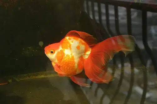 长尾鎏金 - 国粹金鱼 - cta南美水族