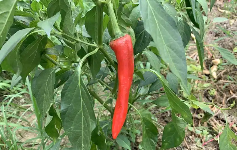 尖红辣椒(农户凌春芬)约250g/份