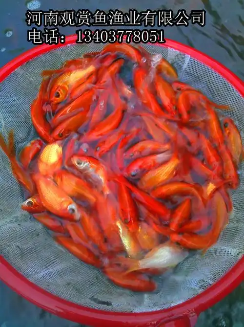 红鲫鱼鱼苗