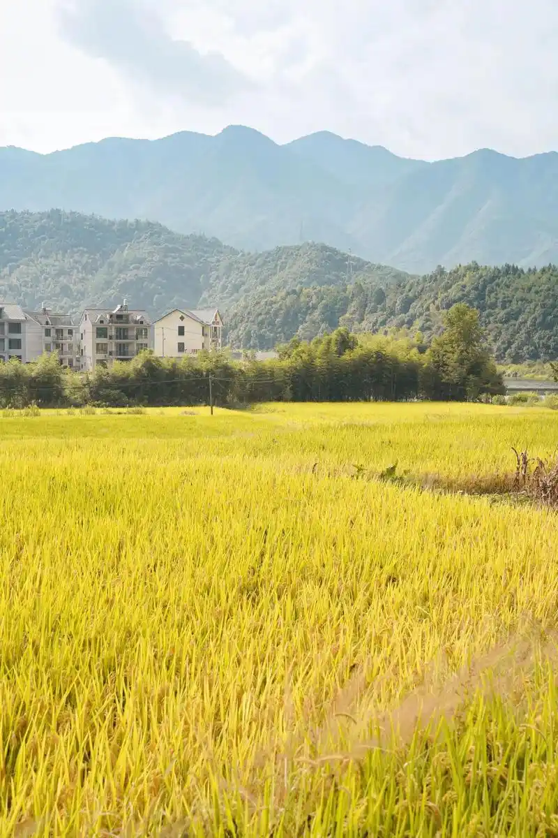 镜头下的稻田90 是秋天最美的文案.风吹稻穗90香-家乡的金 - 抖音