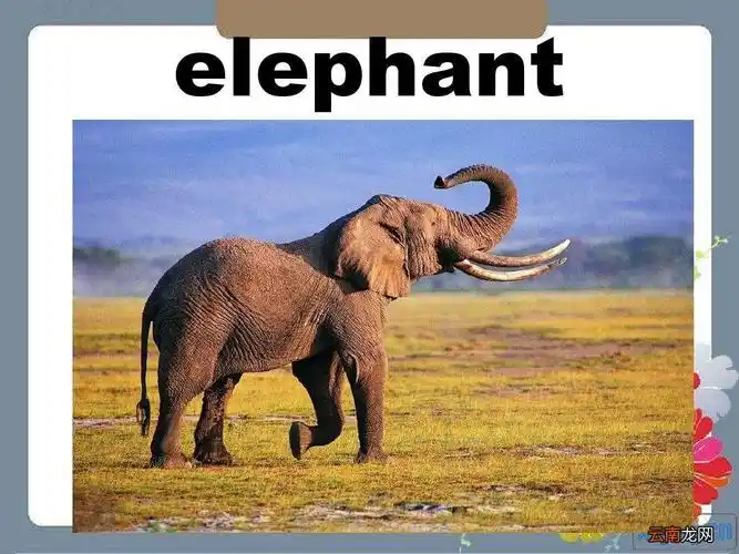 【大象的英语单词怎么写】2,大象的英语是elephant读音英#39el_f_nt美
