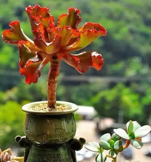 细说多肉植物"老桩"!历经岁月洗礼,沉淀惊鸿之美