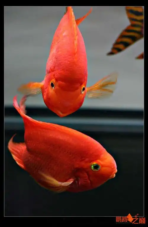 鹦鹉鱼美图大欣赏