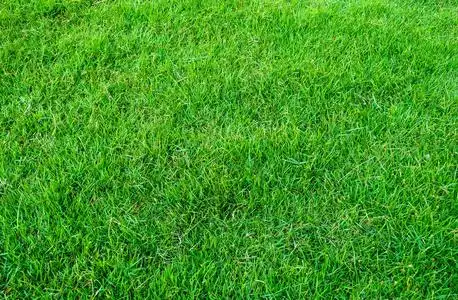 绿草地的背景. 绿草的图案和质地. 绿色草坪背景.照片
