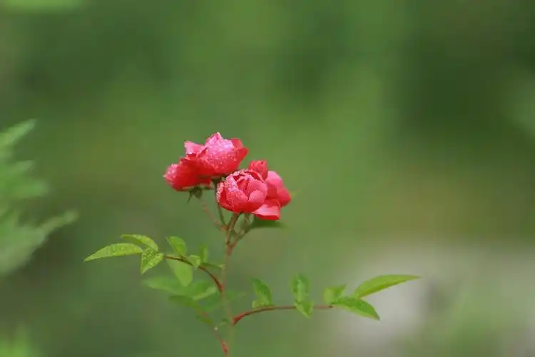 组图雨中玫瑰分外娇