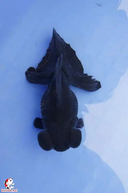 有鱼 金鱼 005 15部 龙种黑蝶尾03.jpg