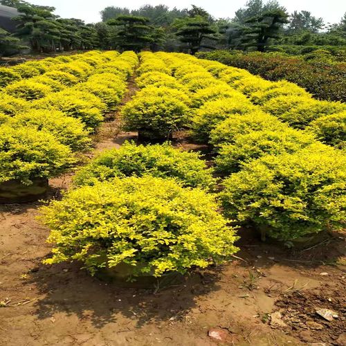 亮晶小叶女贞球形柠檬之光各种造型树四季常青棒棒糖植物庭院树苗小叶