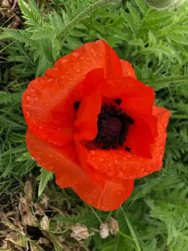 如此大的罂粟花