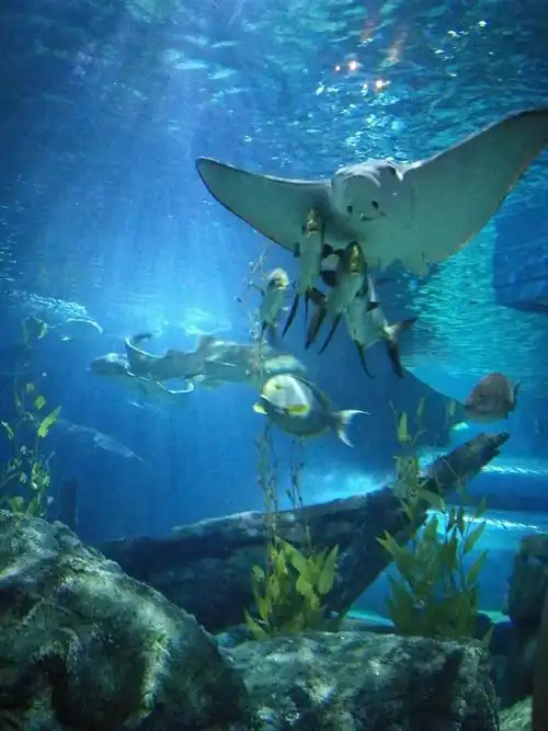 在海底世界里面的微笑天使