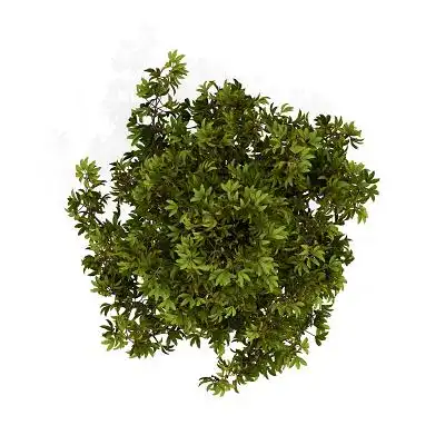 园林景观灌木植物卡通绿植平面图