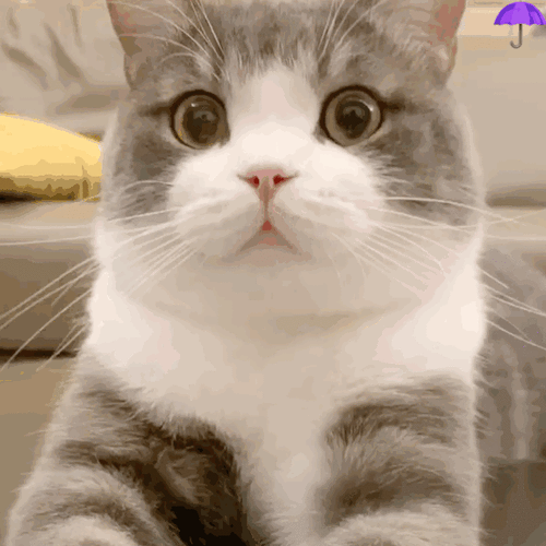 576_576gif 动态图 动图