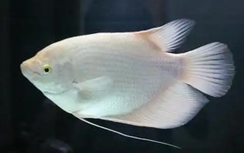 q3:热带招财鱼有哪几种颜色