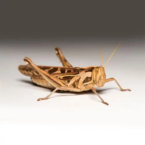 鸟食蚱蜢蟋蟀虰蜢草蜢野味蚂蚱白野味高蛋爬虫爬虫