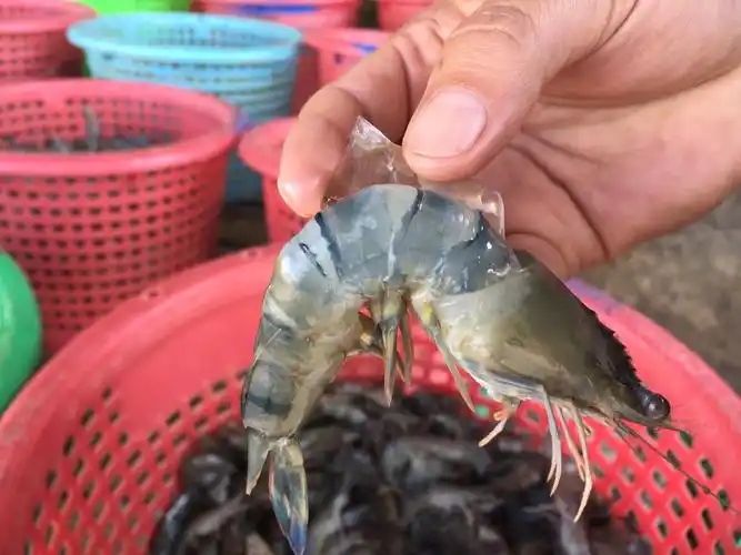 泰国草虾肉质鲜美,营养丰富