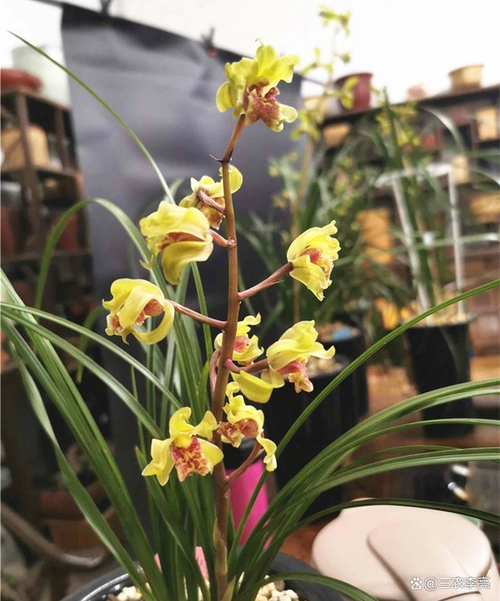 贵州兰展最昂贵的兰花,曾百万一苗,如今降至冰点,还不赶紧捡漏