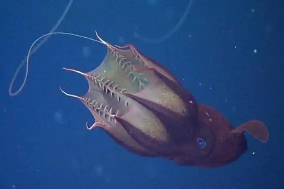 幽灵乌贼一种果冻状乌贼黑暗中能发光长有耳朵状鳍