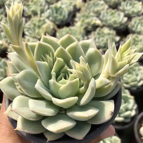 月亮仙子多肉植物9cm满盆发货大棚直销庭院多肉植物