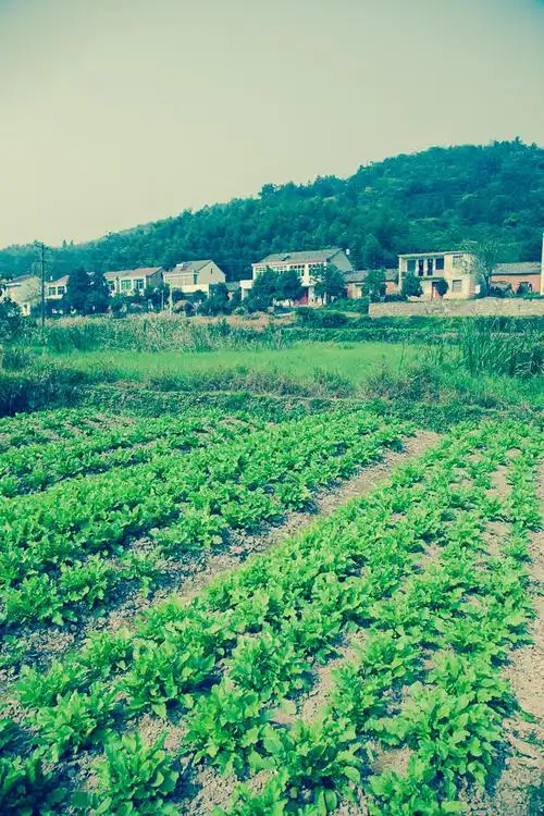 【图片25】秋天的乡村田园--蜂鸟论坛照片套图