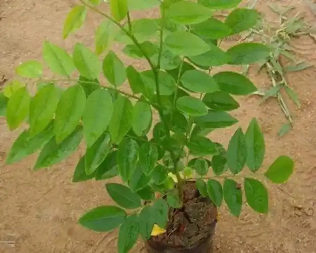 降香黄檀(海南黄花梨)