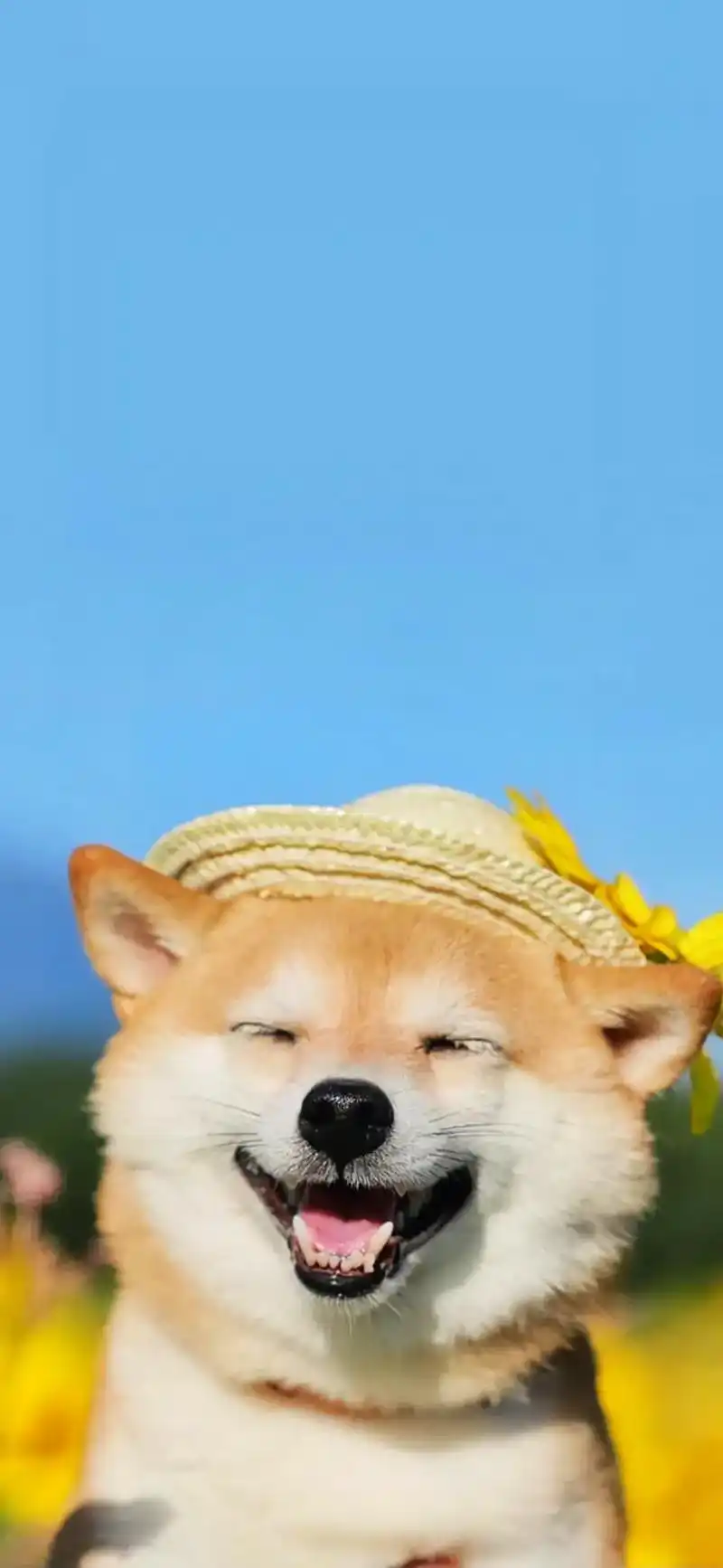 萌宠 #苹果壁纸超清图片 - 抖音