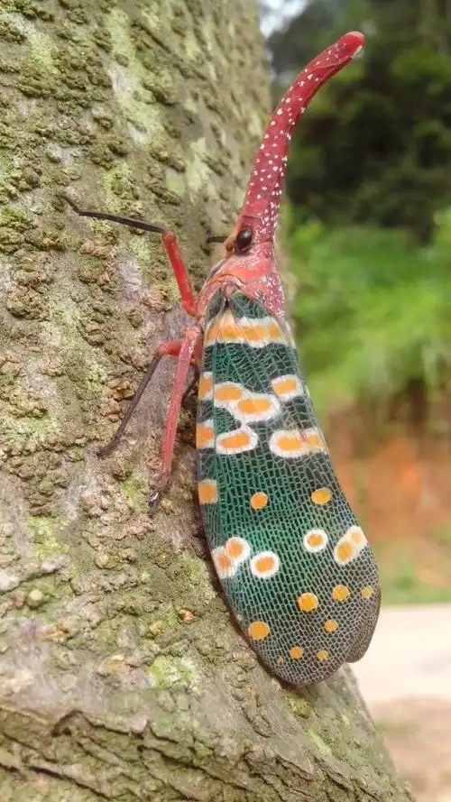 水里的昆虫图片大全和名称(水中的昆虫图片及名称)