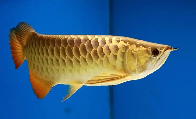 银龙鱼吃什么?  为你全面的解释