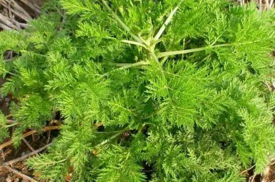 黄花是提取什么蒿又功效被称为黄蒿,东北植物茵陈蒿,那黄花蒿是什么