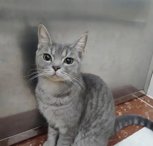 广州转只美短蓝虎斑妹妹,十个多月,未绝育,没配.