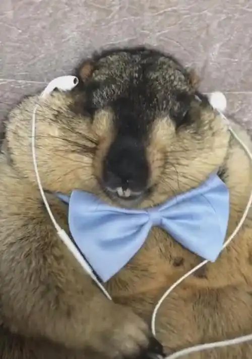 土拔鼠享受音乐露出一副笑容笑得两颗鼠牙遮不住